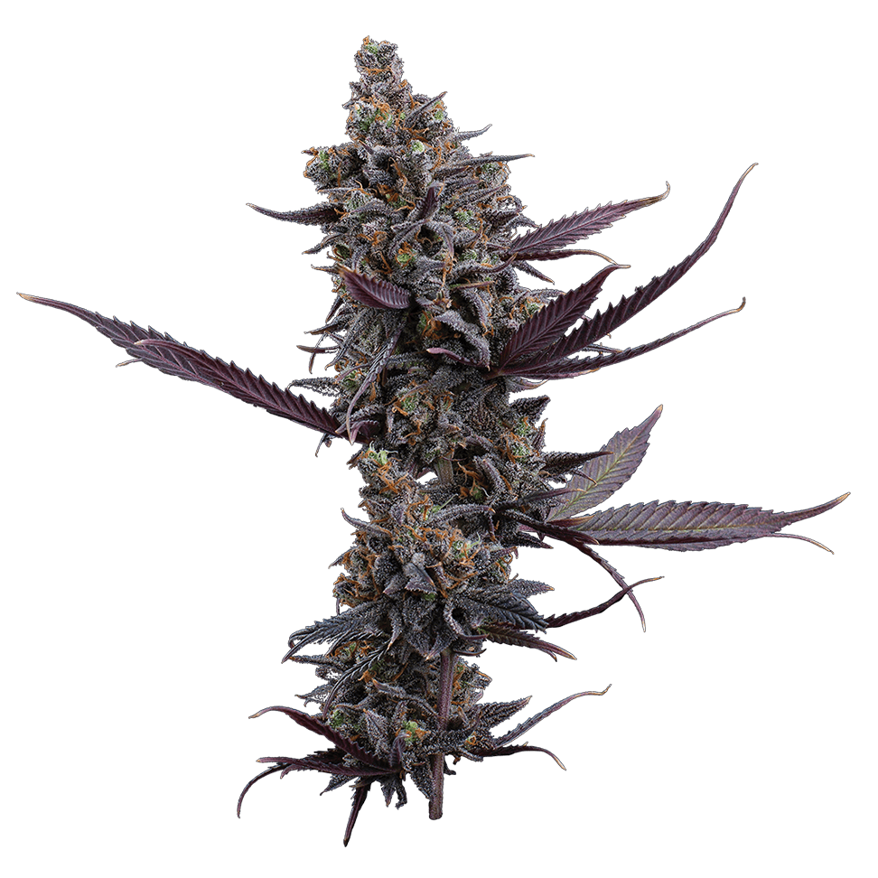 Brothers Grimm Cinderella Pineapple Feminised Seeds - 3