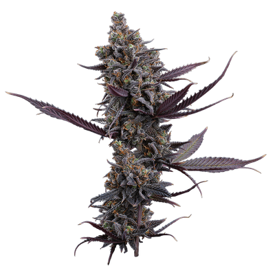 Brothers Grimm Cinderella Pineapple Feminised Seeds - 3