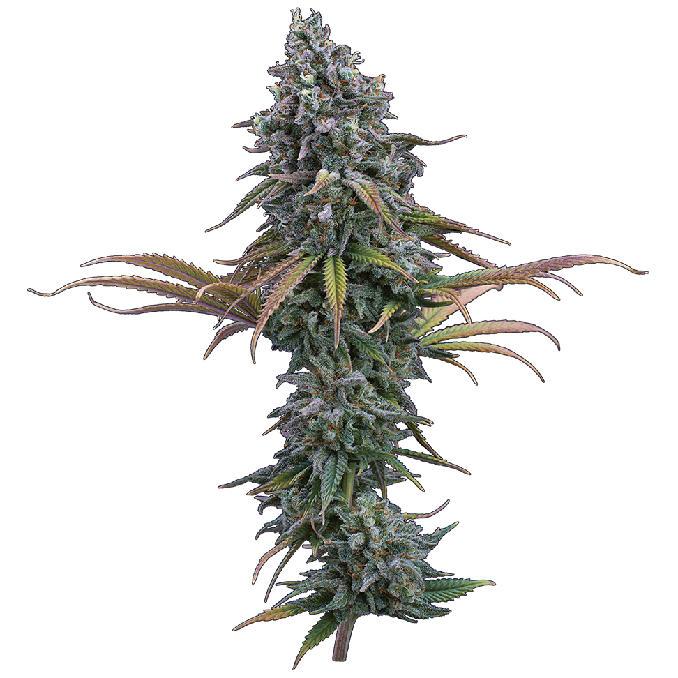 Brothers Grimm Space Queen Feminised Seeds - 3 Seeds