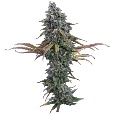 Brothers Grimm Space Queen Feminised Seeds - 3 Seeds