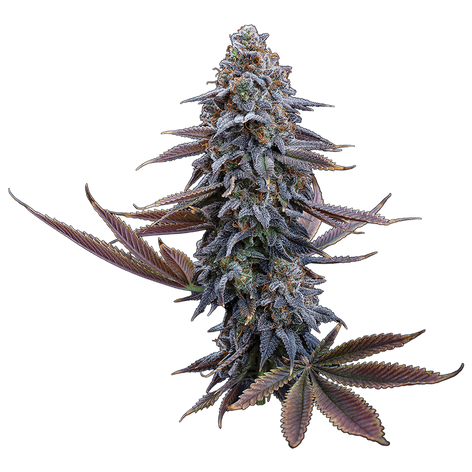 Brothers Grimm G13 Genius Feminised Seeds - 3 Seeds