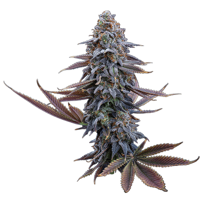 Brothers Grimm G13 Genius Feminised Seeds - 3 Seeds