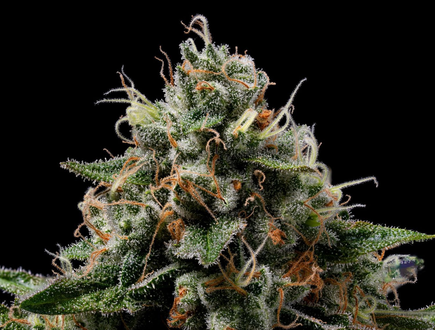 Green Bodhi Northern Afghani Lights Regular Seeds - 11 Seeds