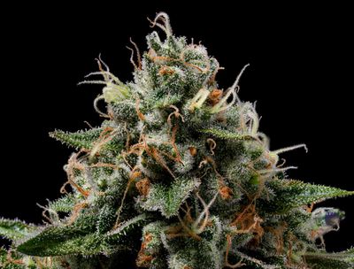 Green Bodhi Northern Afghani Lights Regular Seeds - 11 Seeds