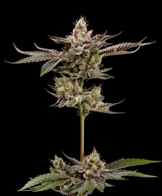 Green Bodhi Northern Lemons Regular Seeds - 11 Seeds