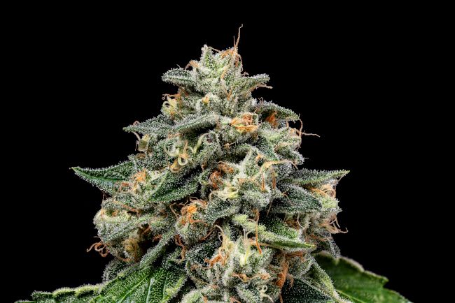 Green Bodhi Kosher Afghan Kush Regular Seeds - 11 Seeds