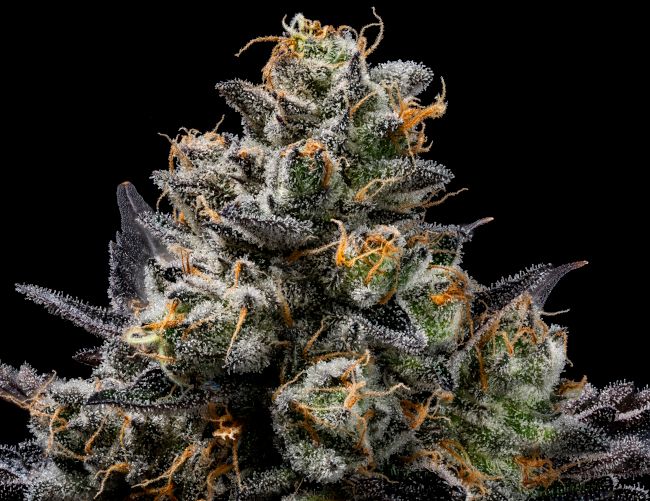 Green Bodhi Purple Afghan Kush Regular Seeds - 11 Seeds