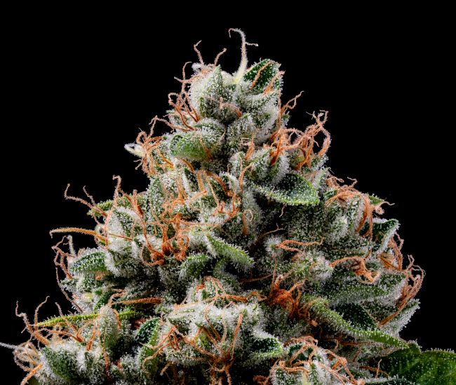 Green Bodhi Sour Best Afghani Regular Seeds - 11 Seeds