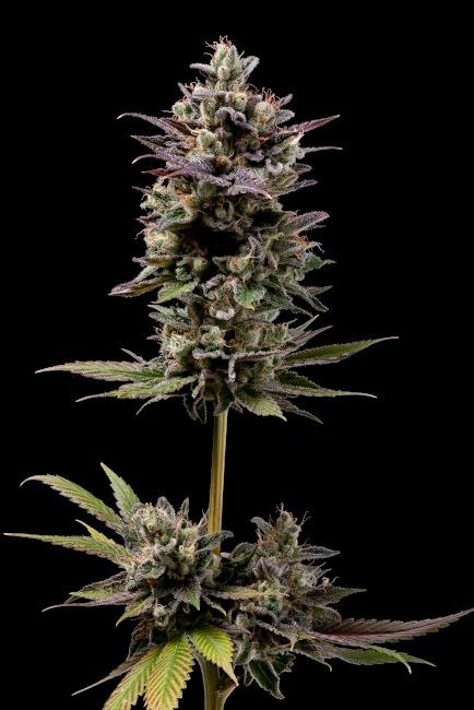 Green Bodhi Chem D-Light Regular Seeds - 11 Seeds