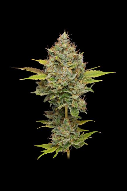 Green Bodhi Hazy Lights Regular Seeds - 11 Seeds