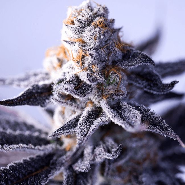 Green Bodhi Hazy Girl Feminised Seeds - 5 Seeds