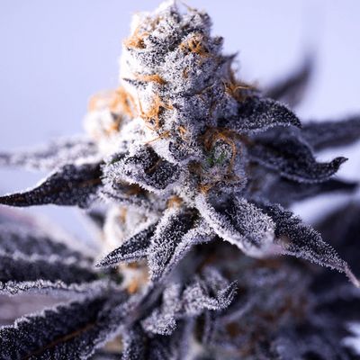 Green Bodhi Hazy Girl Feminised Seeds - 5 Seeds