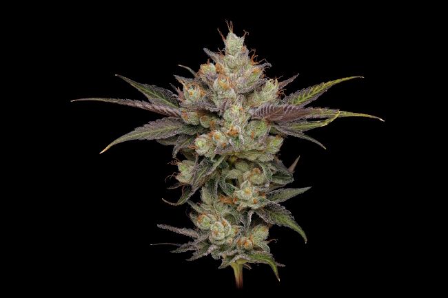 Green Bodhi Northern Lights OG Regular Seeds - 11 Seeds
