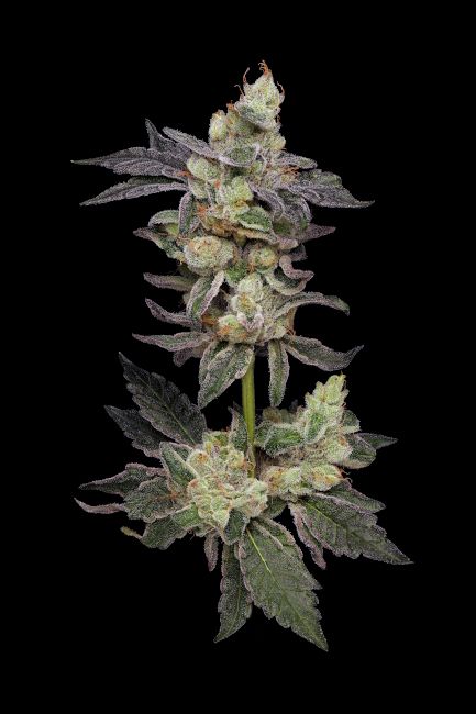 Green Bodhi Northern Runtz Regular Seeds - 11 Seeds