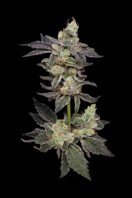 Green Bodhi Northern Runtz Regular Seeds - 11 Seeds