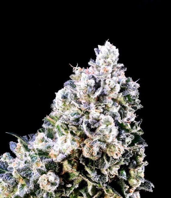 Laundry Shaman Feminised Seeds - 5