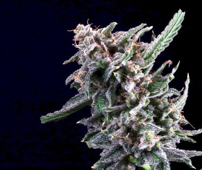 Cherry Lime Reserve Feminised Seeds - 5