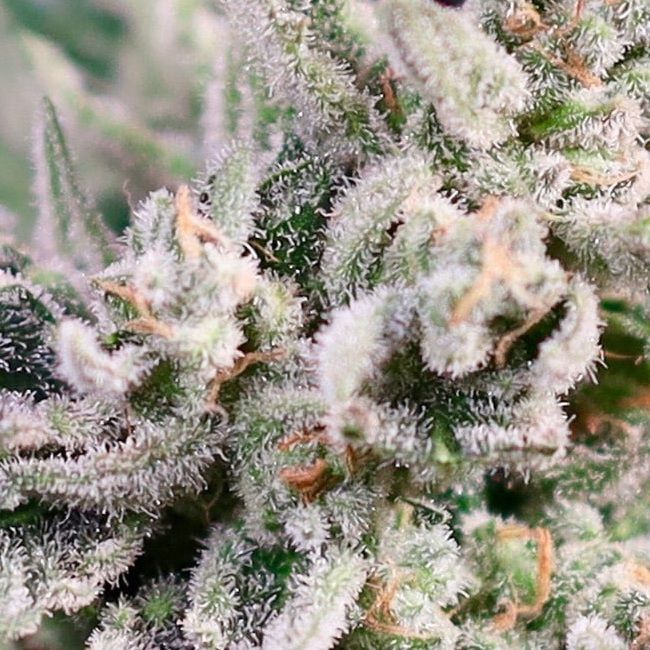 GMO Bomb FAST Feminised Seeds - 5