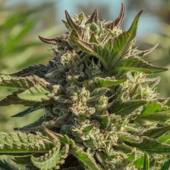 Peanut Butter Souffle Feminised Seeds - 5