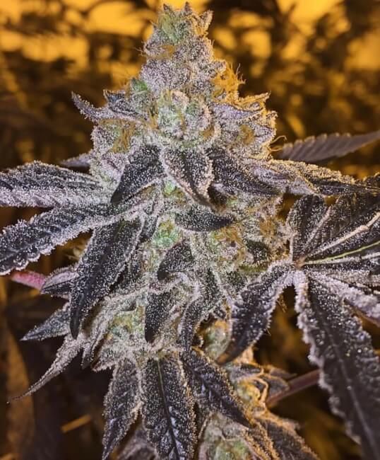 Gopher Glue FAST Feminised Seeds - 5