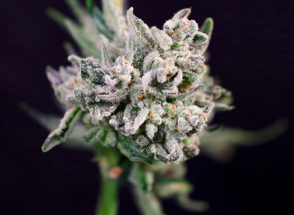 Papaya Bomb x GMO Cookies FAST Feminised Seeds - 5