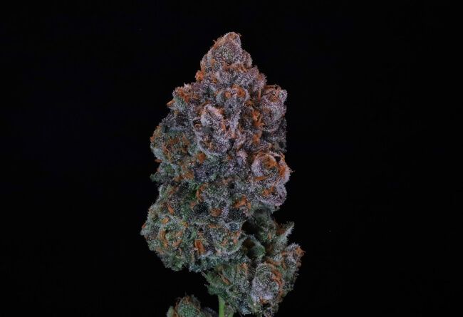 Green Apple Candy Feminised Seeds - 5