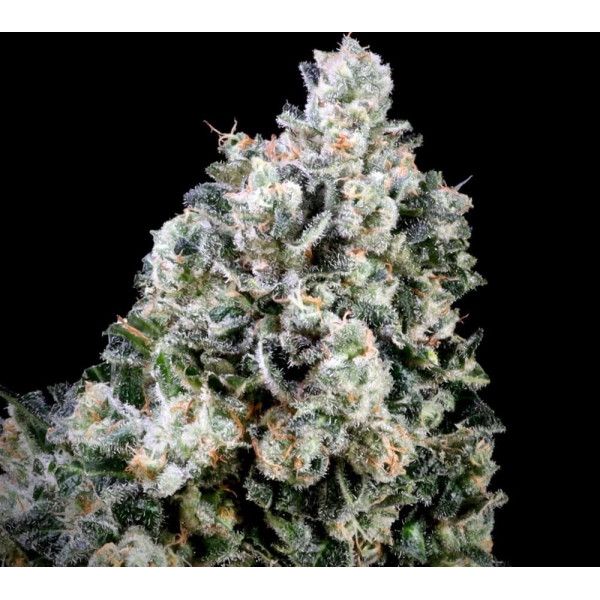 Papaya Candy Fast Feminised Seeds - 5