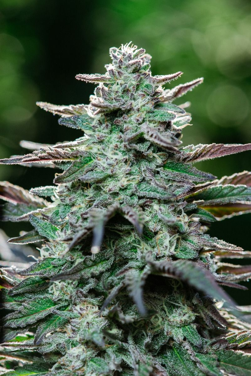 King Kong FAST Feminised Seeds - 5