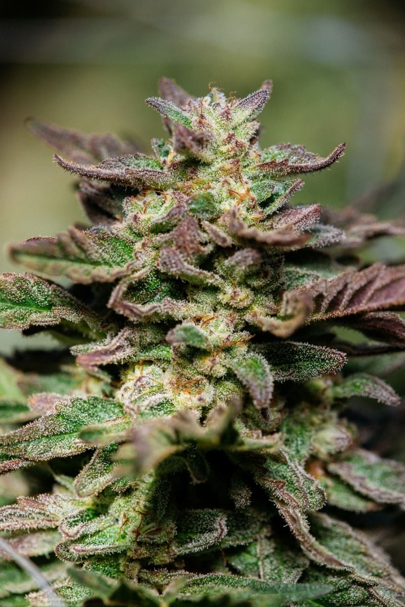 Dosidos FAST Feminised Seeds - 5