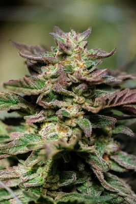 Dosidos FAST Feminised Seeds - 5