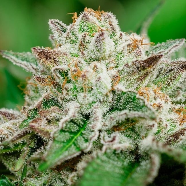 Cosmic Crashers Feminised Seeds - 5