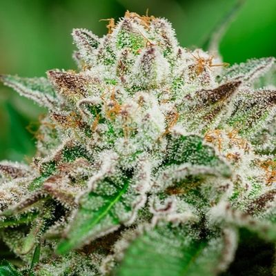 Cosmic Crashers Feminised Seeds - 5