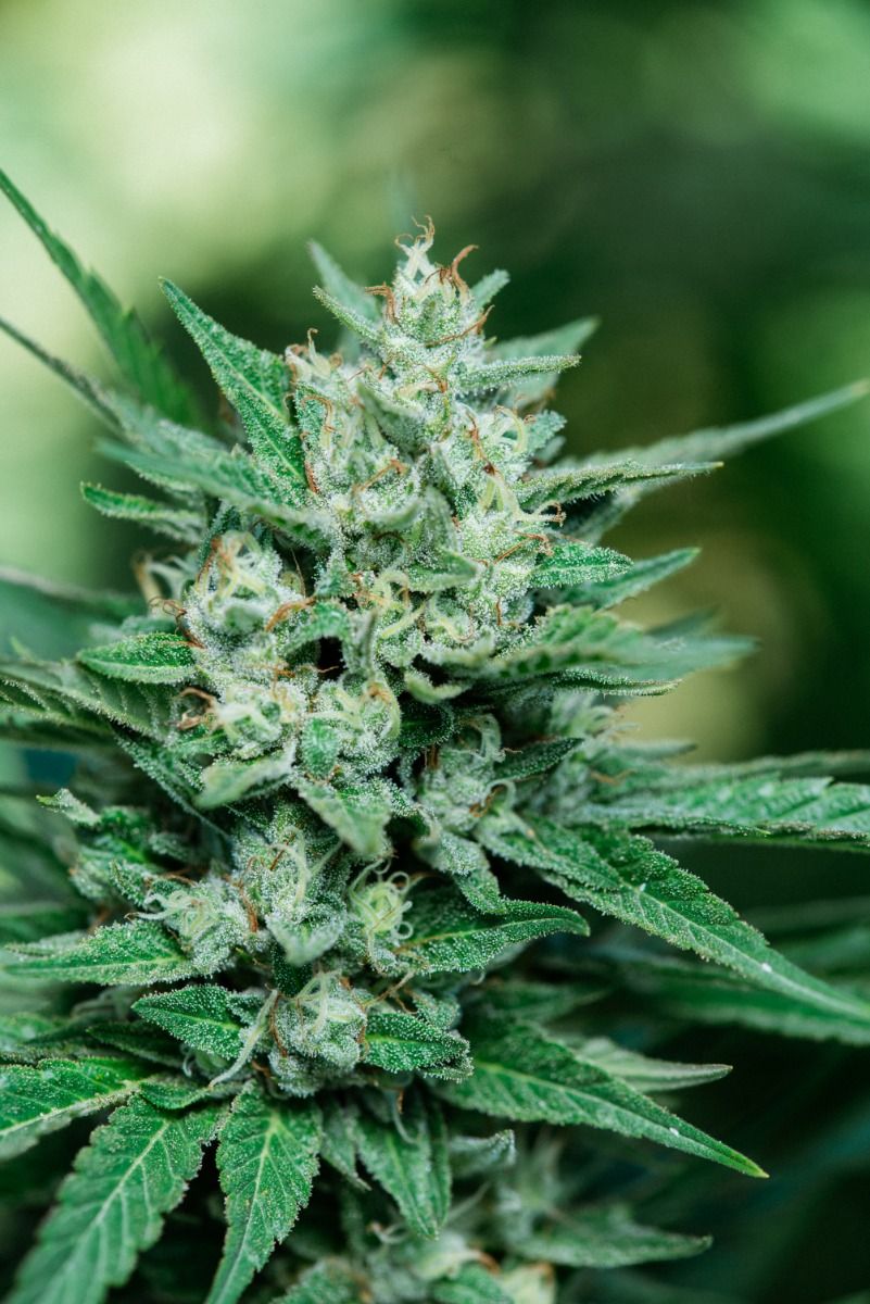 Papa Smurf FAST Feminised Seeds - 5