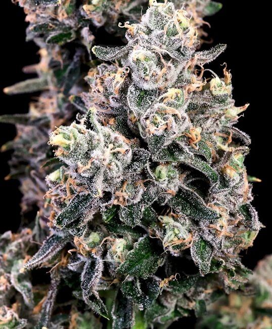 Peanut Butter Bomb FAST Feminised Seeds - 5