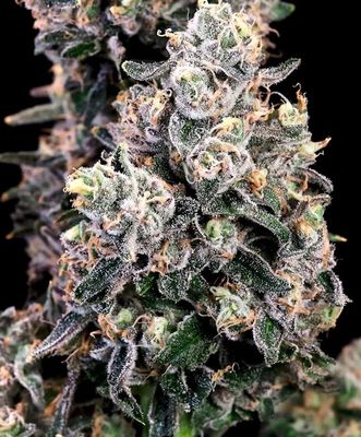 Peanut Butter Bomb FAST Feminised Seeds - 5
