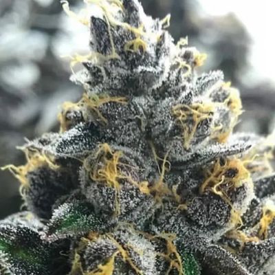 Divorce Cake Feminised Seeds - 5