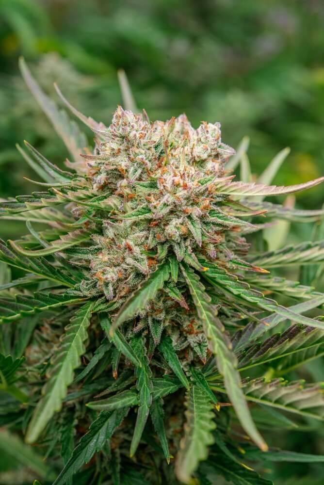 GMO OG Auto Feminised Seeds - 5