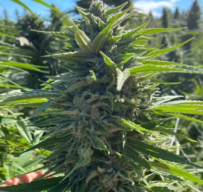 Wedding Cake Auto Feminised Seeds - 5