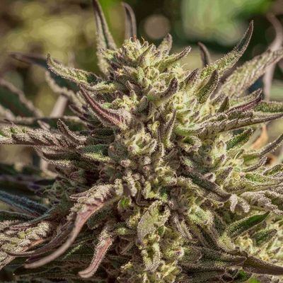 Space Panda Feminised Seeds - 5