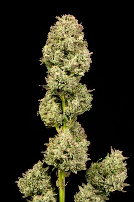 Pilot Light Auto Feminised Seeds - 5