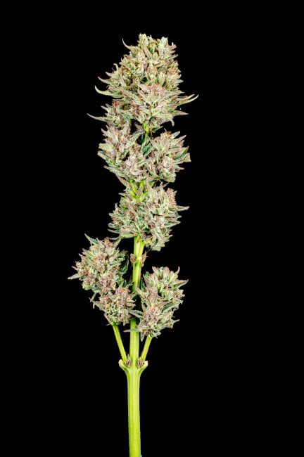 Garlic Jam Auto Feminised Seeds - 5