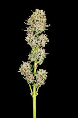 Garlic Jam Auto Feminised Seeds - 5