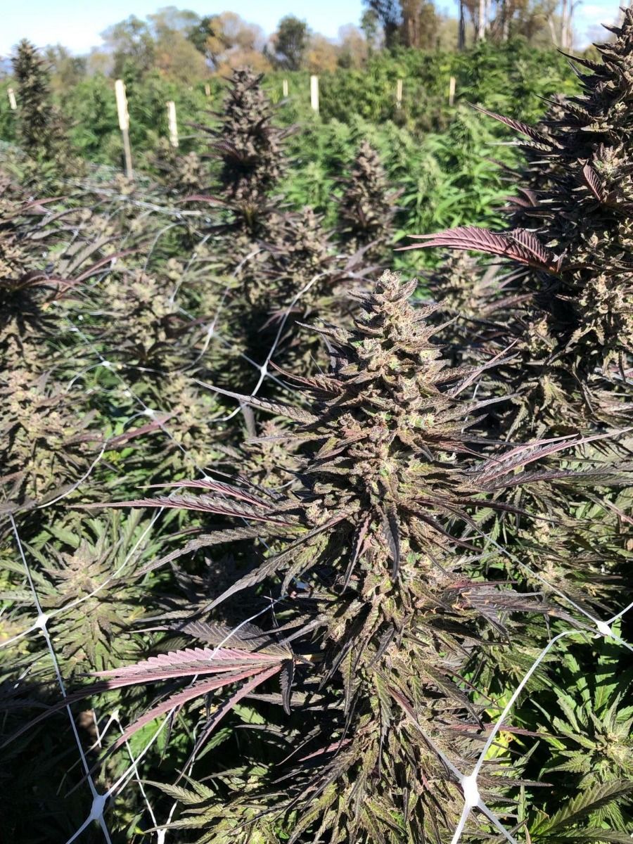 Mendo Candy FAST Feminised Seeds - 5