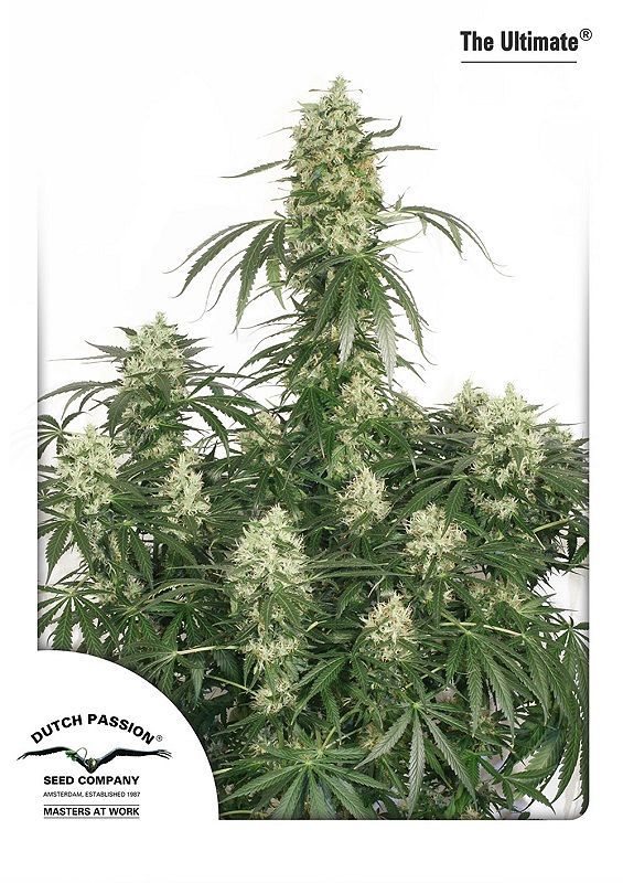 The Ultimate Feminised Seeds - 3