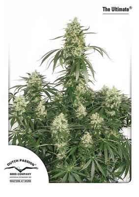 The Ultimate Feminised Seeds - 3