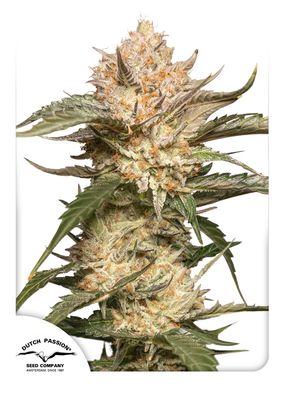 Trichome &amp; Cream Auto Feminised Seeds - 7