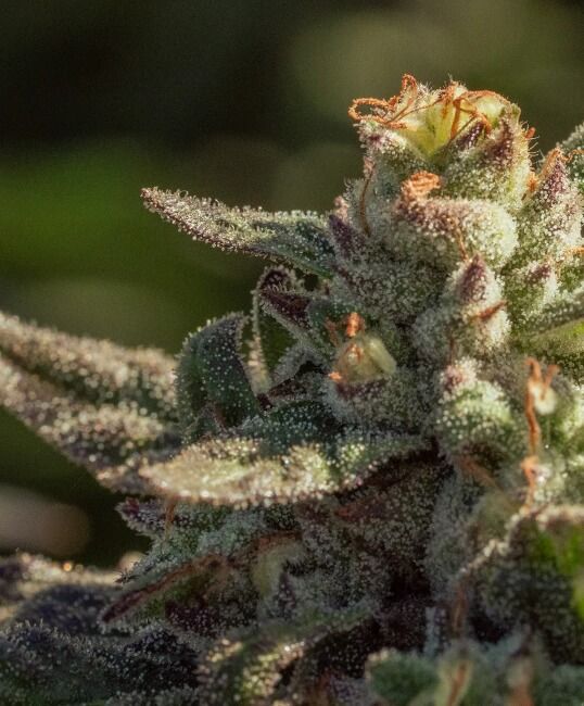 Fuegisima Fast Feminised Seeds - 5