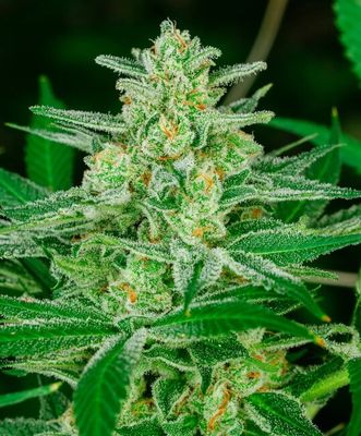 Blue Dream Auto Feminised Seeds - 5