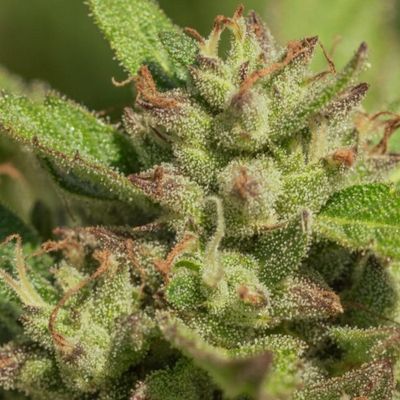 Mendo Breath Feminised Seeds - 5