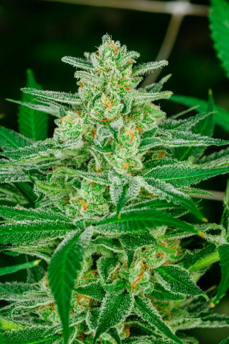 Blue Dream Feminised Seeds - 5